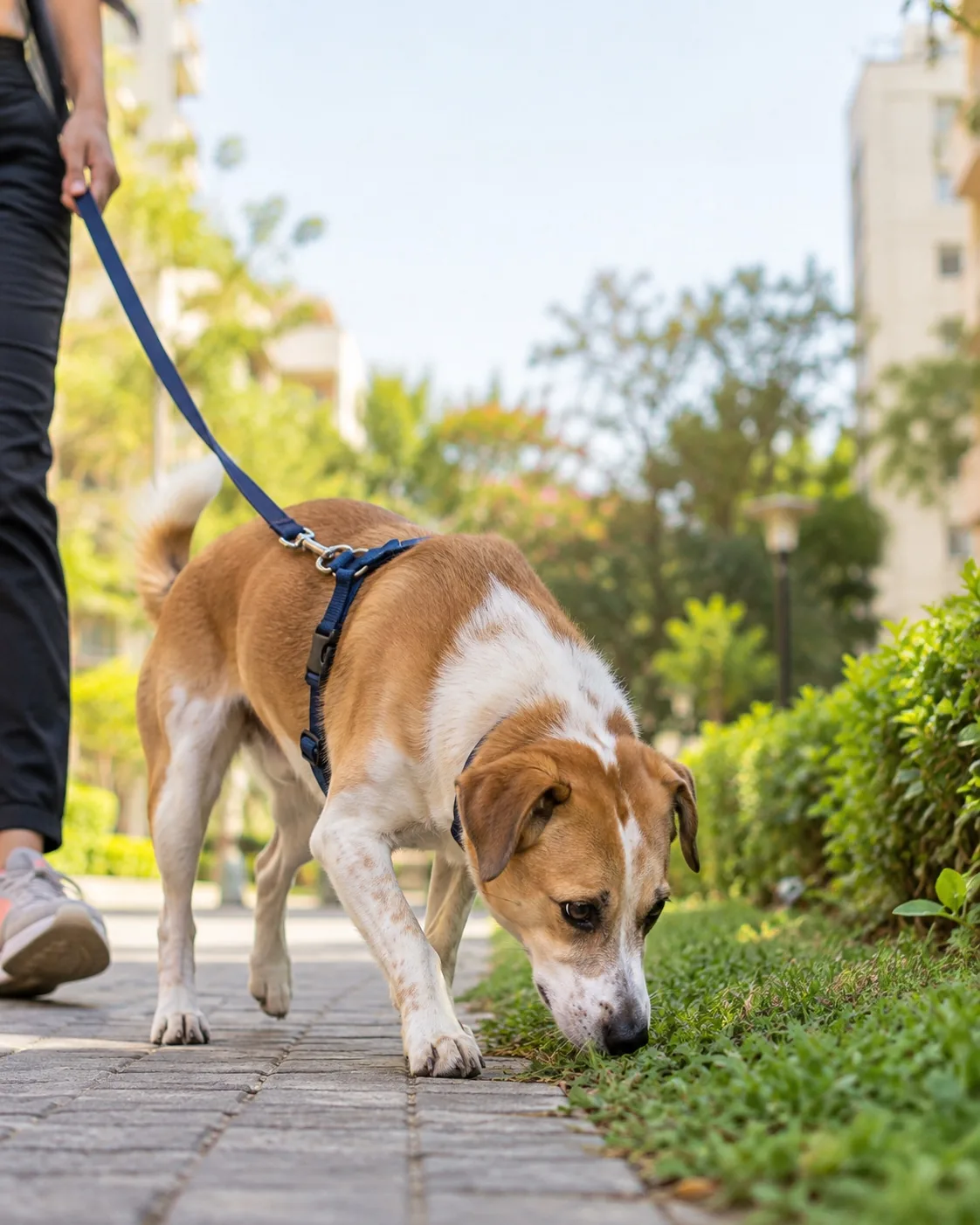 An adult dog on a lead sniffing the ground beside a paved path during a walk in a residential area
