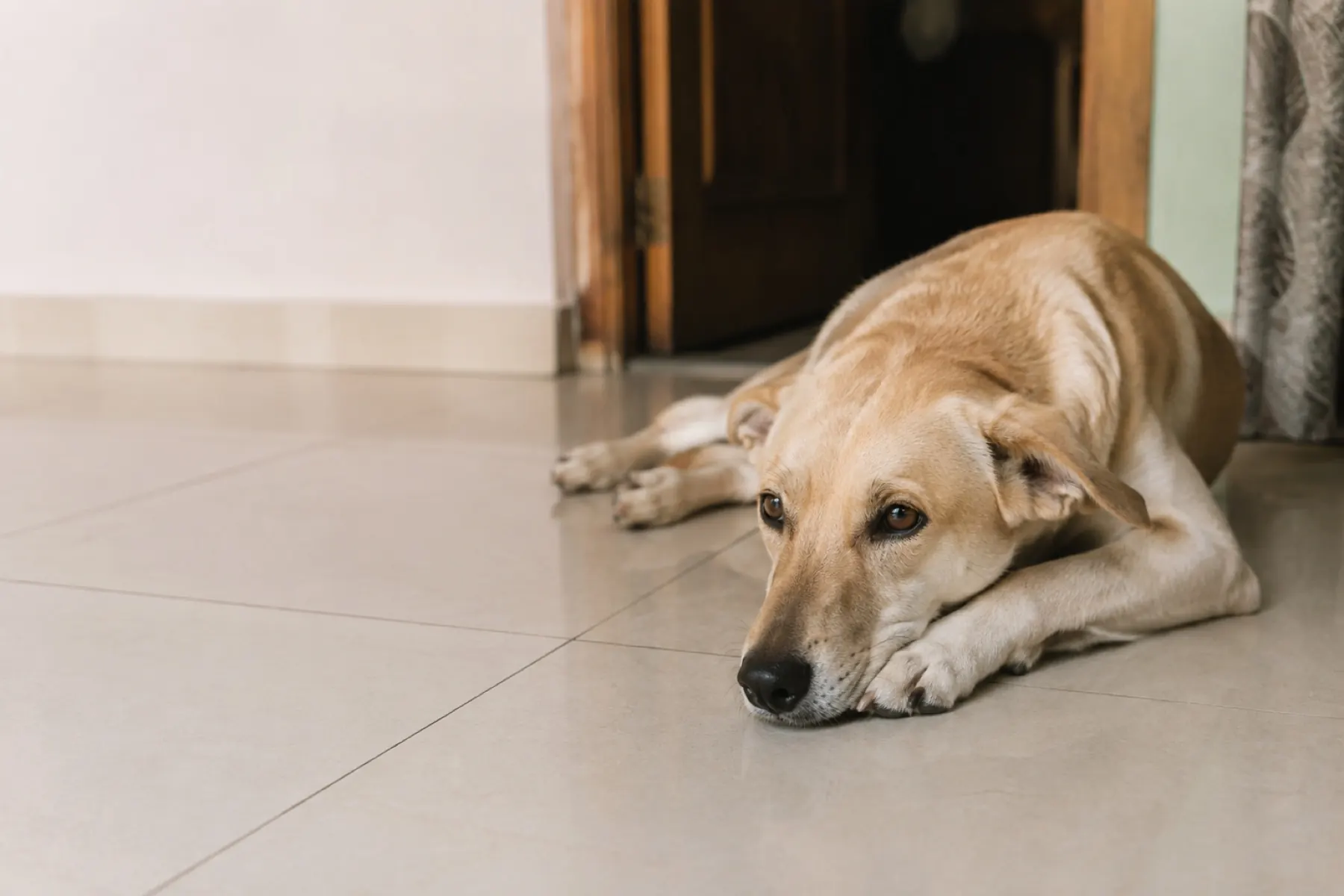 A dog resting quietly on the tiled floor of a home with its head lowered onto its paws