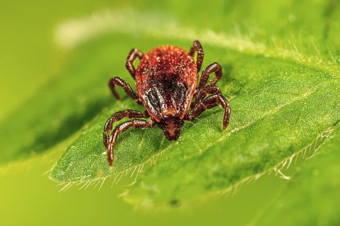 Adult female brown dog tick, Rhipicephalus sanguineus, on vegetation