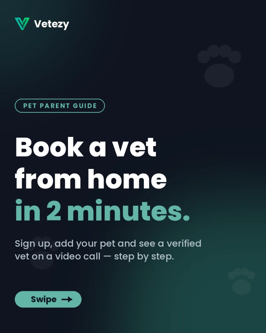 Cover — book a vet from home in 2 minutes
